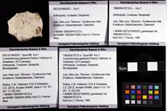 Foto (Objket + Etiketten) von Culmenformosa glaessneri (Robins, Feldmann & Schweitzer, 2013) 